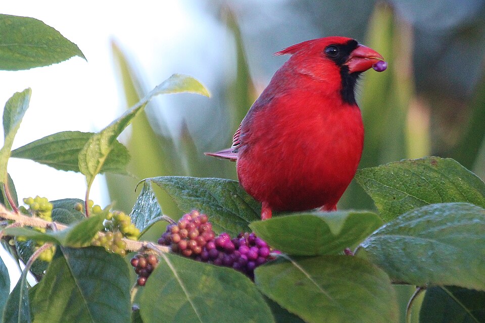 Northern Cardinal, the state bird of North Carolina